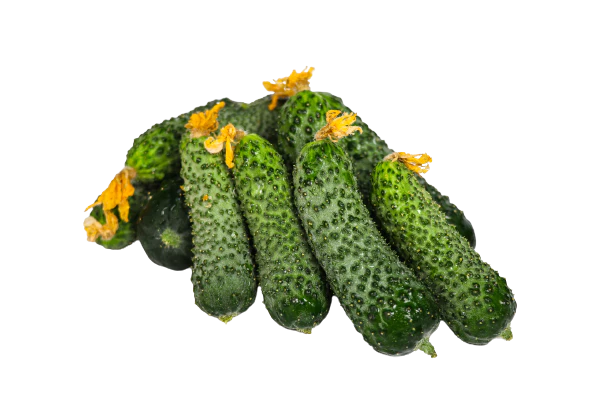 Orzu Vilage cucumbers from our local Farm (seeds from Uzbekistan) 5kg