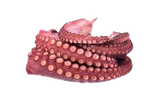 Sakhalin Boiled Octopus 550-700 gr/Frozen