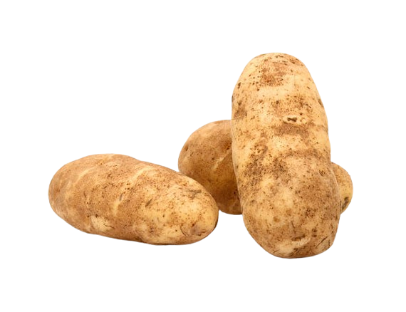 Potato in soil from Uzbekistan