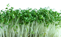 Microgreens Cress Salad