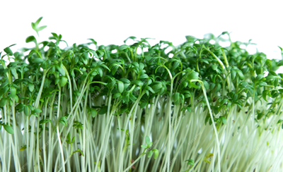 Microgreens Cress Salad