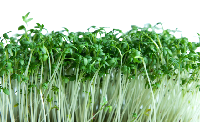 Microgreens Cress Salad