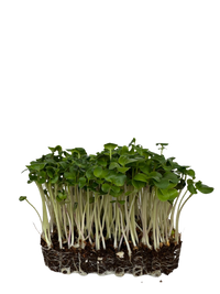 Microgreens Green Radish