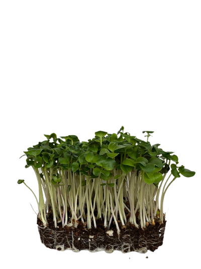 Microgreens Green Radish