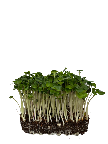 Microgreens Green Radish