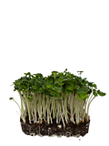 Microgreens Green Radish 30g