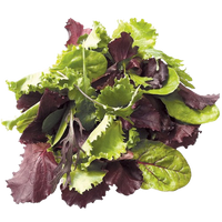 Lettuce Mesclun