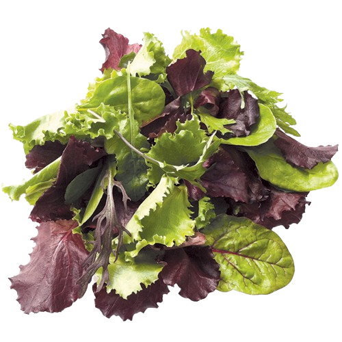 Lettuce Mesclun