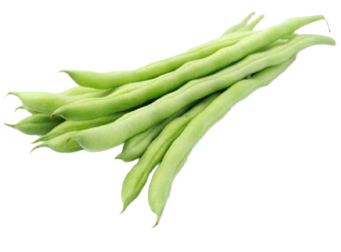 Fresh Short Bean