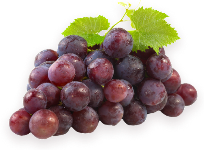 Sable  Black Grapes Seedless