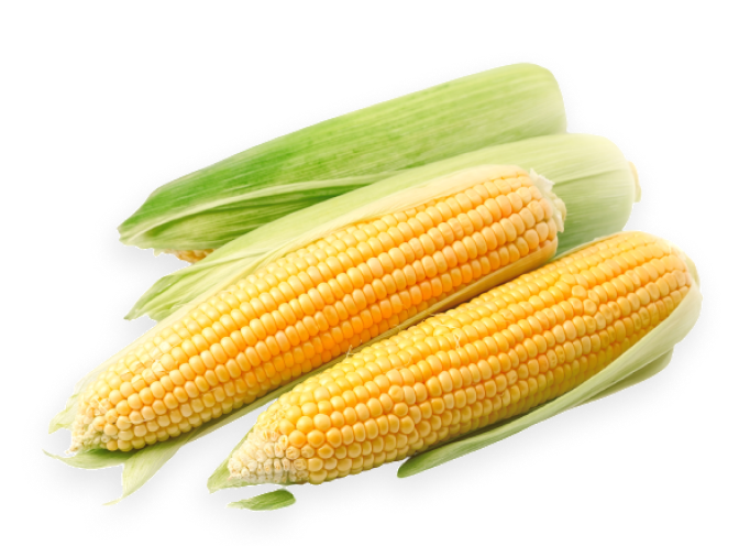 Sweet Corn