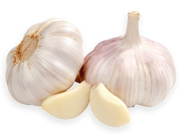 Fresh Garlic