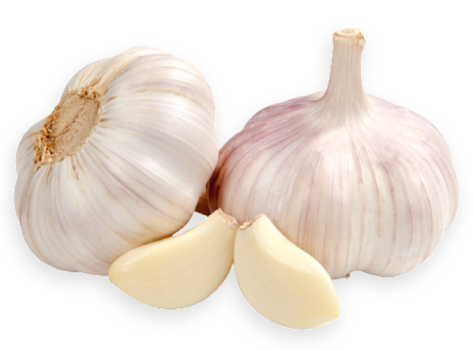 Fresh Garlic