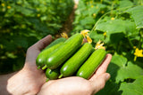 Orzu  cucumbers from our local Farm (seeds from Uzbekistan) 500 gr