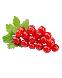 Red Currant