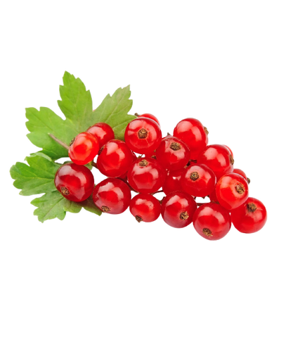 Red Currant