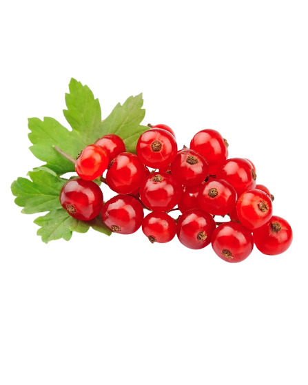 Red Currant