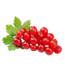 Fresh Red Currant 1 pack