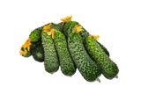 Orzu Vilage cucumbers  from our  Farm (seeds Fromm Uzbekistan ) 500gr
