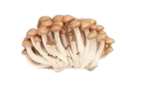 Brown Shimeji Mushroom