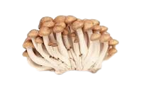 Brown Shimeji Mushroom