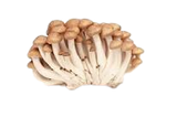 Fresh Brown Shimeji Mushroom per pack