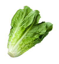 Fresh Romaine Lettuce