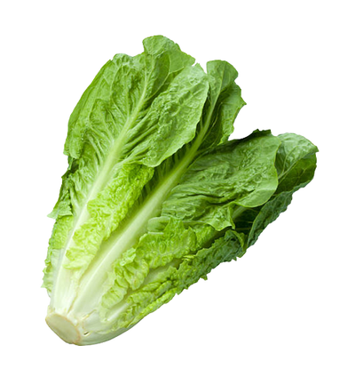 Romaine Lettuce ~ 1pc