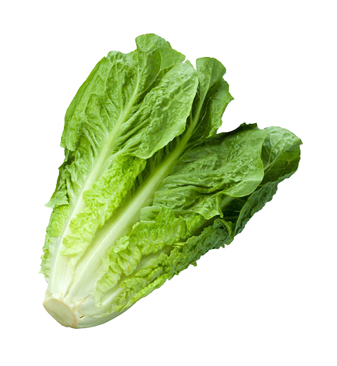 Fresh Romaine Lettuce