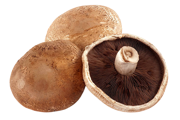 Portobello Mushroom