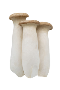 King Oyster Mushroom