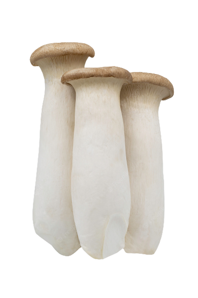 King Oyster Mushroom