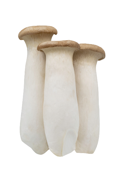 King Oyster Mushroom