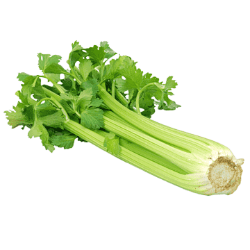 Celery